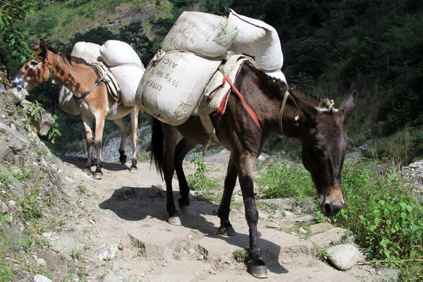 Burros. —  Fotos de Stock