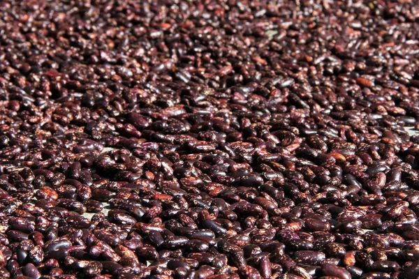 茶色の種子 — ストック写真