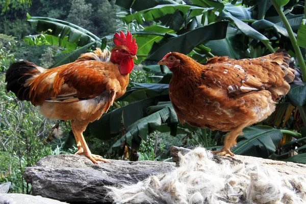 Polla y pollo — Foto de Stock