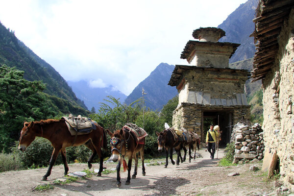 Группа ослов
