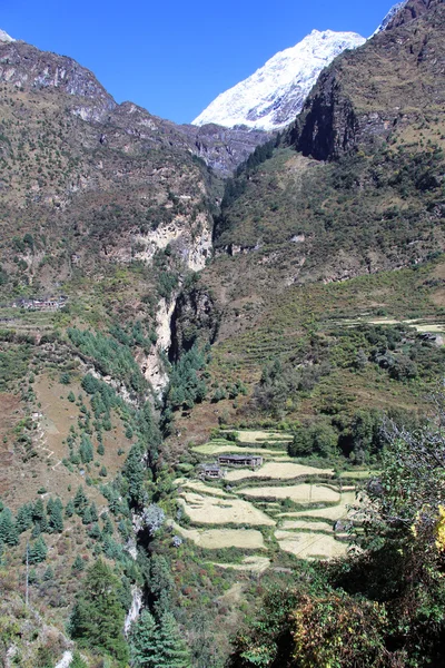 Granja y campo — Foto de Stock