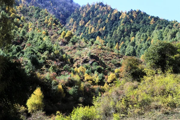 Amarelo e árvores verdes — Fotografia de Stock