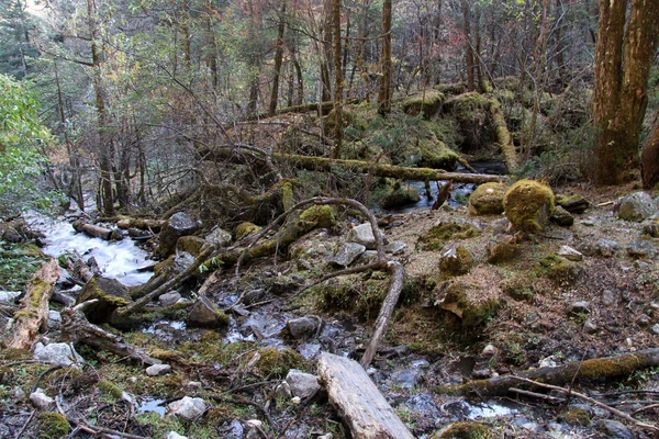 Rivier in het bos — Stockfoto