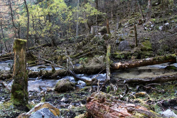 Fallen trees — Stock Photo, Image