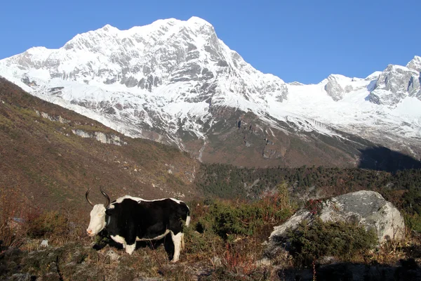 Yak och manaslu — Stockfoto