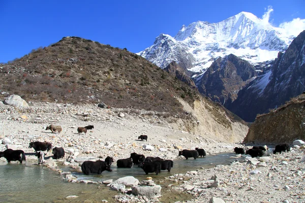 Yaks nel fiume — Foto Stock