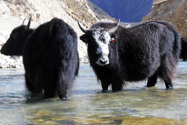 Svart yak — Stockfoto