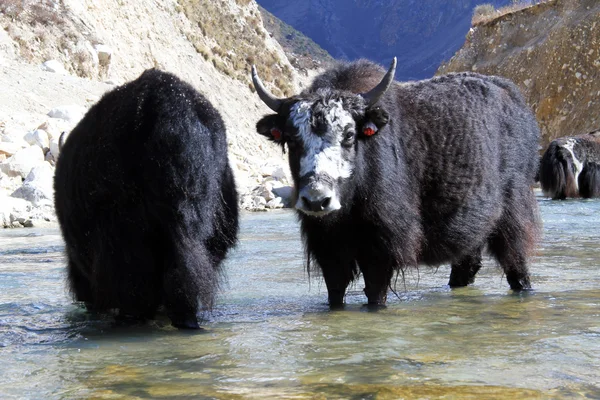 Svart yak — Stockfoto