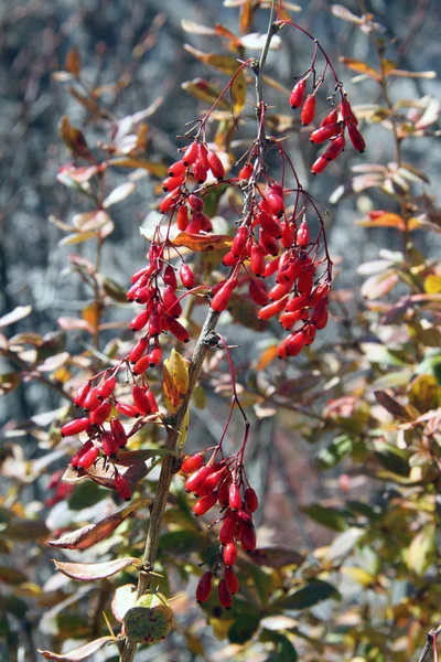 Barberry en otoño —  Fotos de Stock