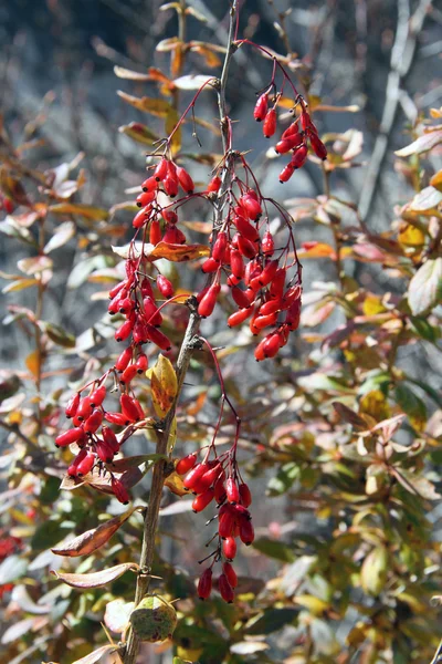 Barberry — Stock Photo, Image