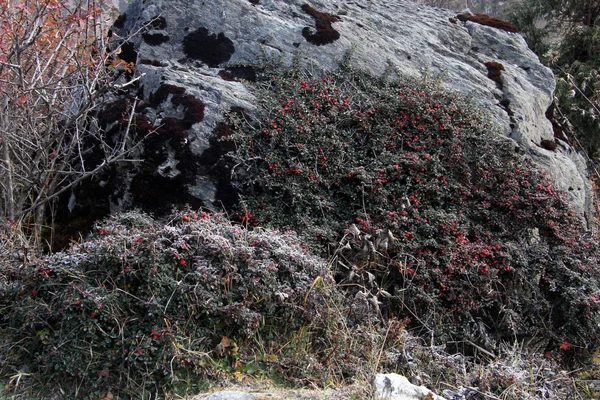 Berry and boulder — Stock Photo, Image