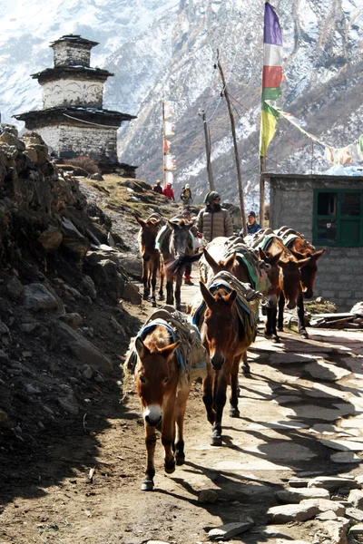 Donkeys — Stock Photo, Image