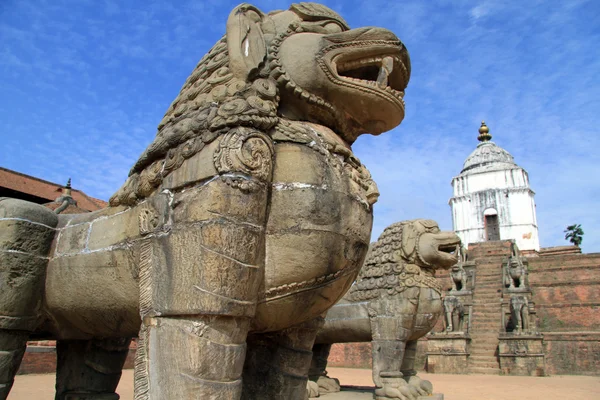 Big lions — Stock Photo, Image