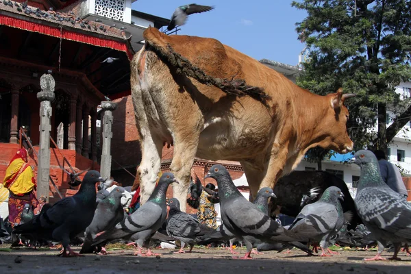 Sacred cow and doves — Stock Photo, Image
