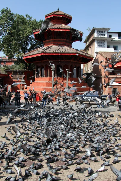 Doves in Khatmandu — Stock Photo, Image