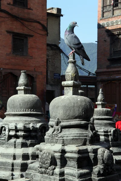 Galamb és stupas — Stock Fotó