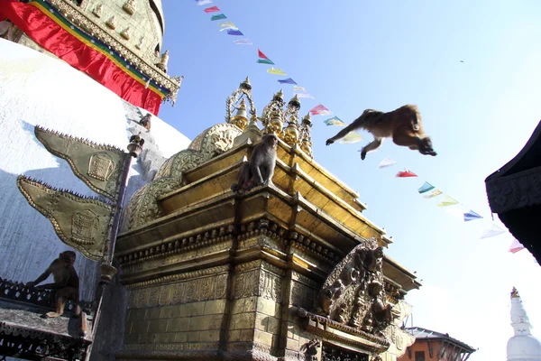 Monkey jump — Stock Photo, Image