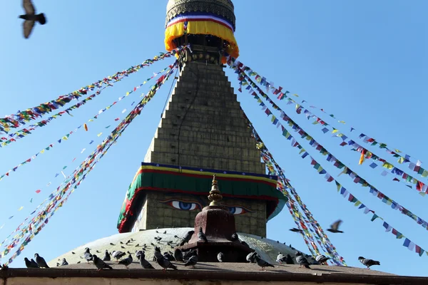 Tauben und Stupa — Stockfoto