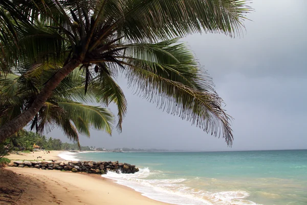 Palmera —  Fotos de Stock