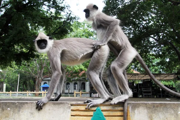 Long tail macaques — Stock Photo, Image