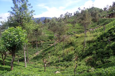 çay plantasyon
