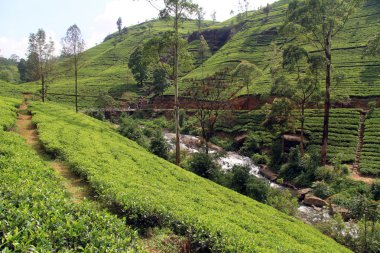 çay plantasyon