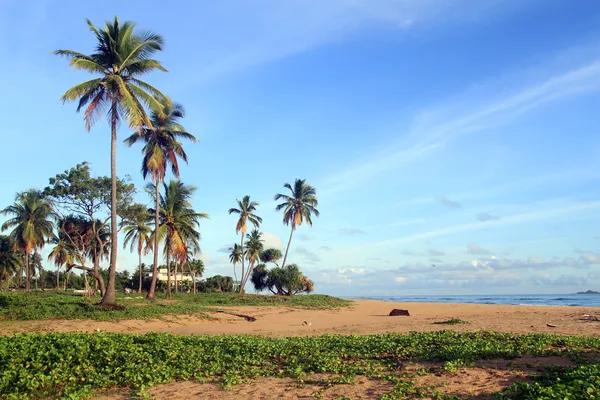 Palm trees on the beach — Stock Photo, Image