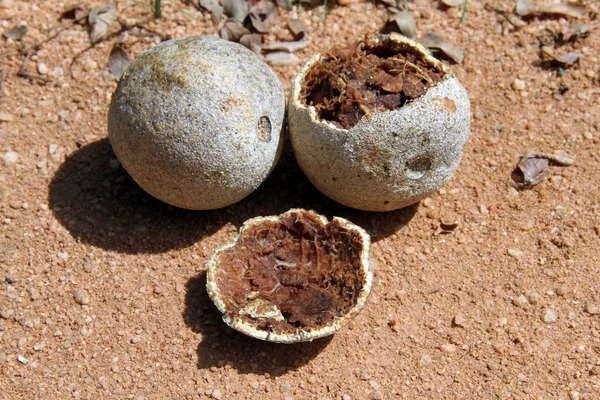 Manzanas de madera —  Fotos de Stock