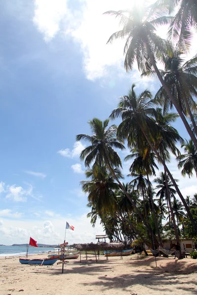 Barcos y árboles — Foto de Stock