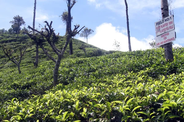 Tea plantation — Stock Photo, Image