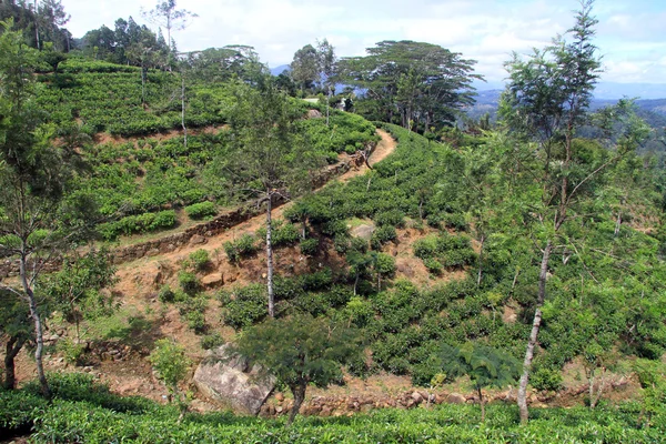 Plantação de chá — Fotografia de Stock