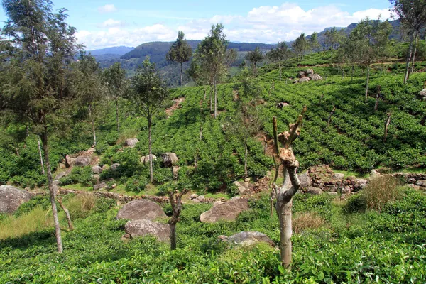 Tea plantation — Stock Photo, Image