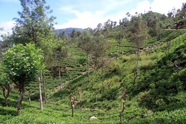 Herbata plantation — Zdjęcie stockowe