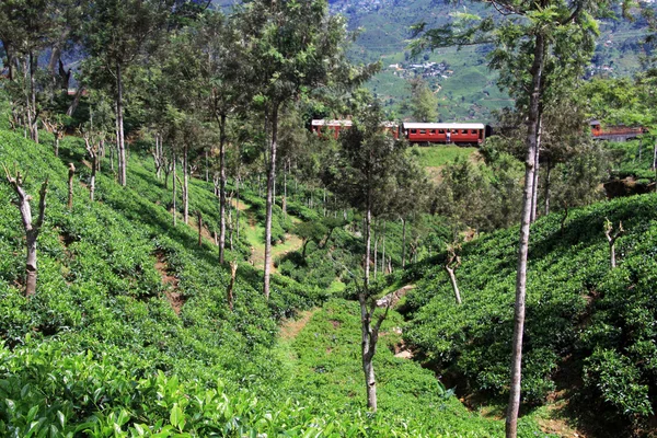 Train and tea — Stock Photo, Image