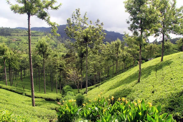 Herbata plantation — Zdjęcie stockowe