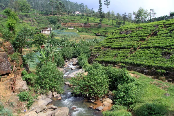 Plantação de rio e chá — Fotografia de Stock