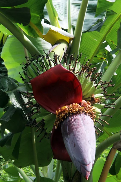 Flor de banana — Fotografia de Stock