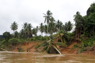 nehir nd palmiye ağaçları