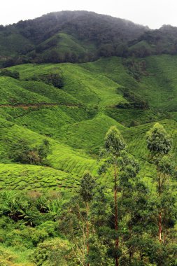 okaliptüs ağaçları ve çay plantasyon