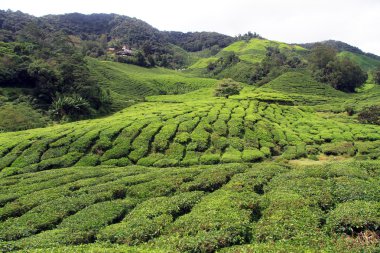 çay plantasyon
