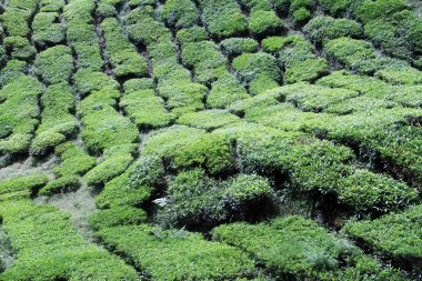 çay plantasyon