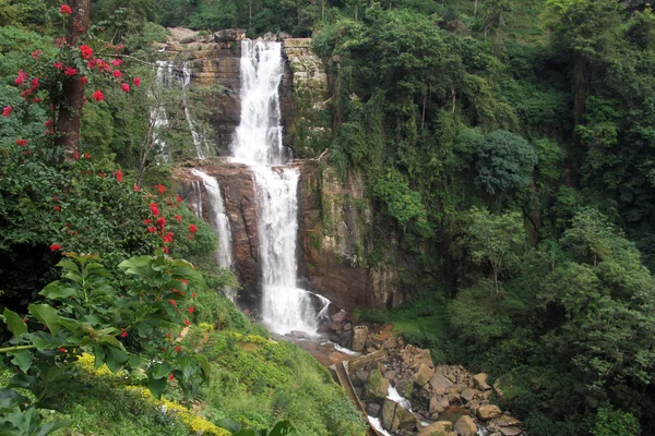 Wald und Wasserfall — Stockfoto