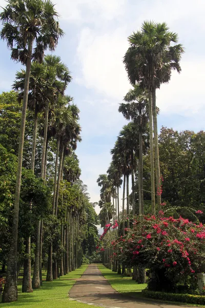 Palm алея — стокове фото