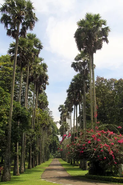 Palmenallee — Stockfoto