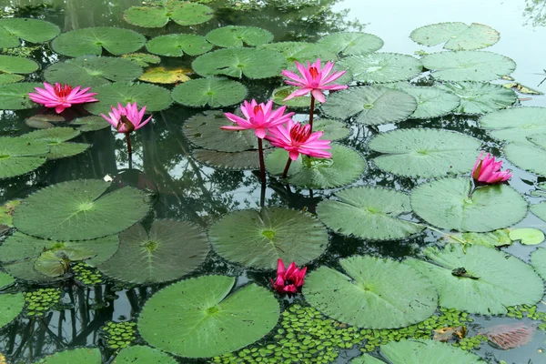 Pink lotuses — Stock Photo, Image