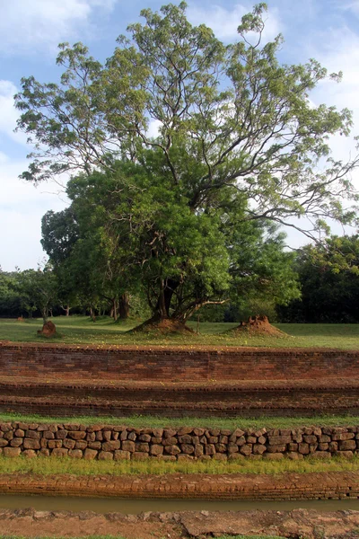 나무와 유적 — 스톡 사진