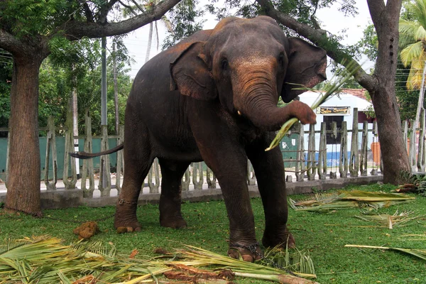 Grande elefante — Fotografia de Stock