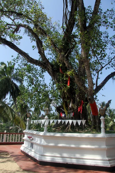 Sacred tree — Stock Photo, Image