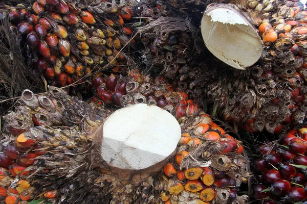 Palmenfrüchte — Stockfoto