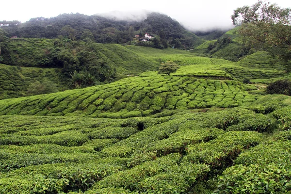 Plantação de chá — Fotografia de Stock